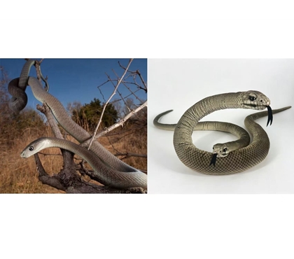 black-mamba-snake